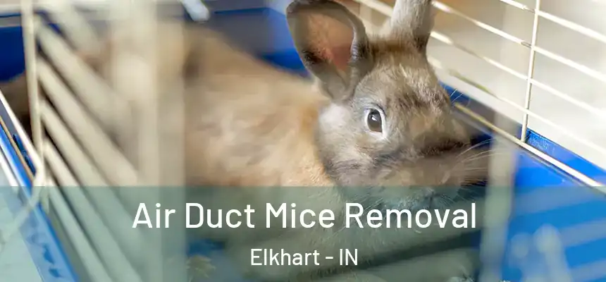 Air Duct Mice Removal Elkhart - IN